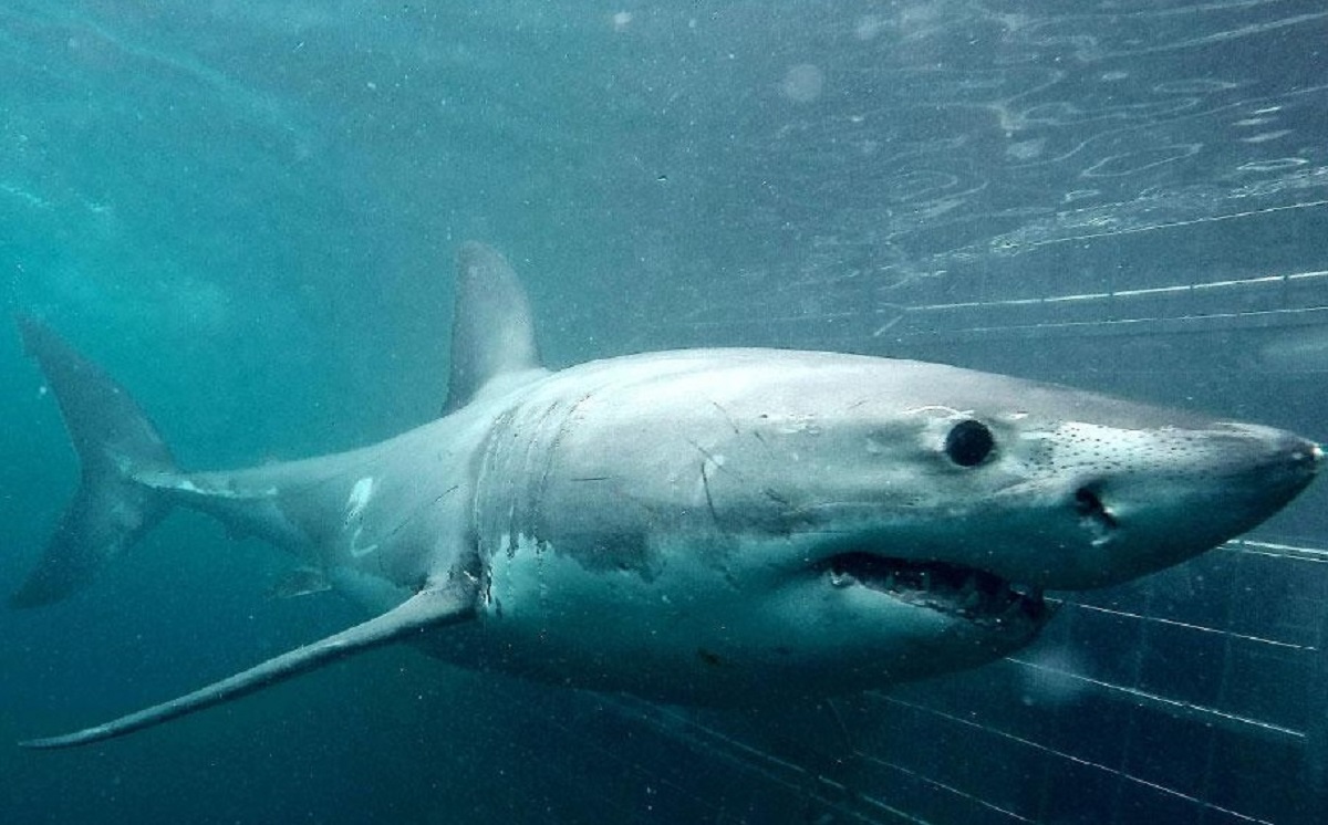 broken shark cage diving