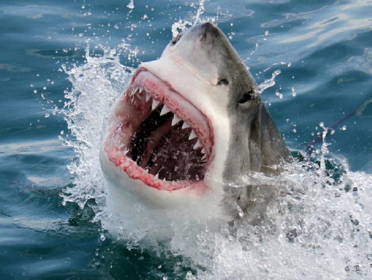 Up Close and Personal. The Great White Shark Mystery · Fishing Industry ...