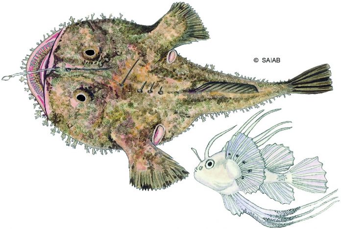 We Studied Mercury Levels in Cape Monkfish off Namibia's Coast ...