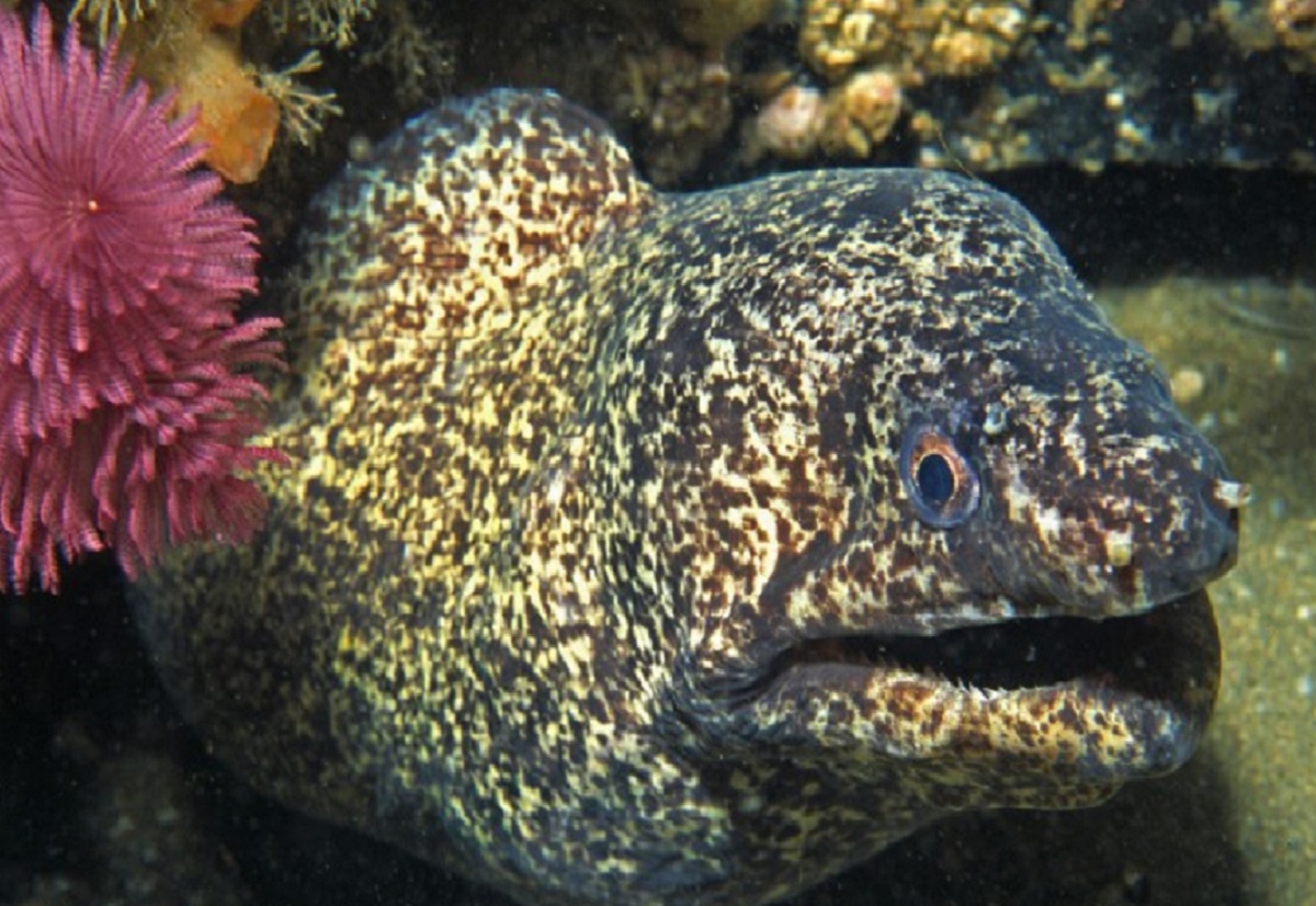 New Moray Eel Species from South Africa Identified · Fishing Industry ...