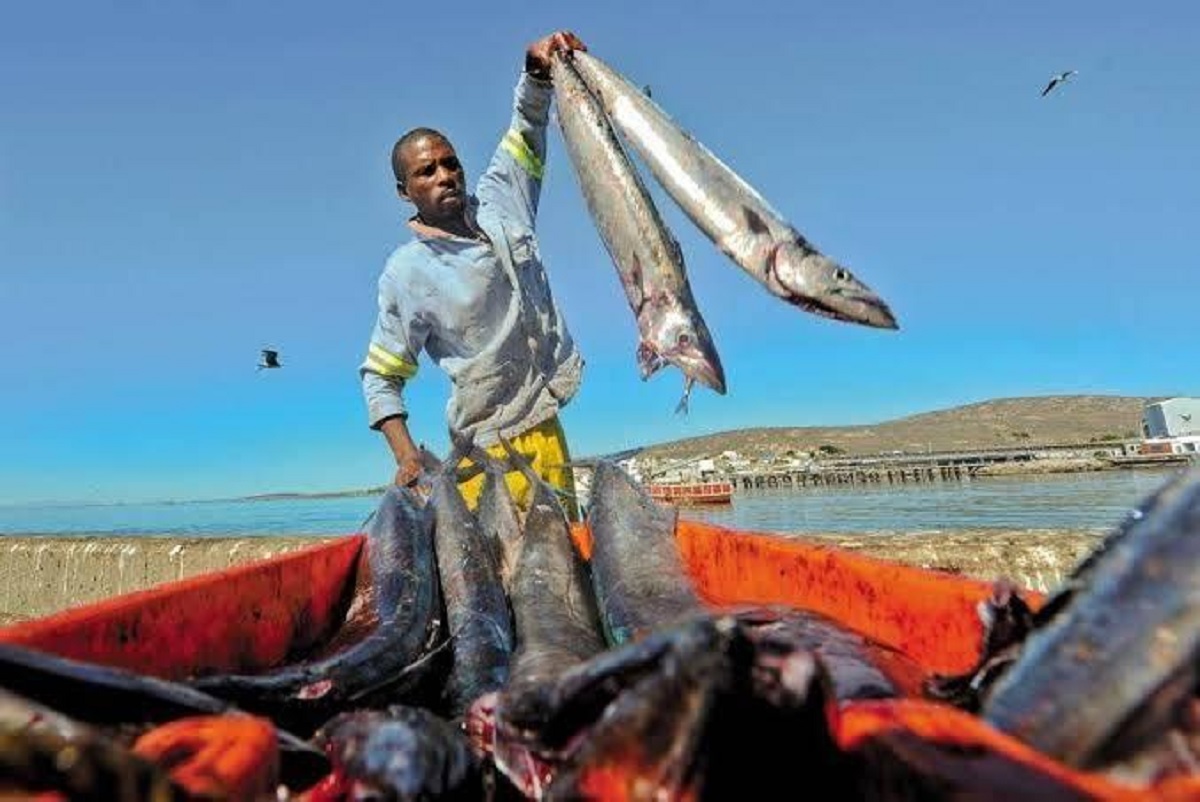 Latest News. A Mixed Bag for Western Cape Small-scale Fishers · Fishing Industry News