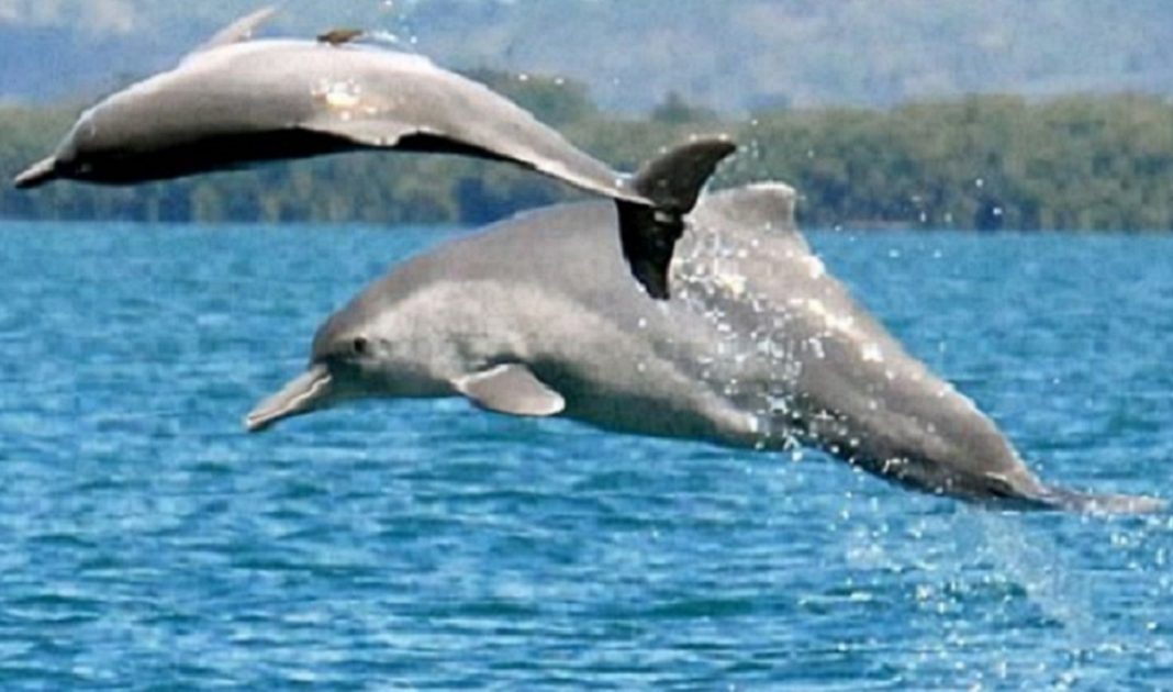 world record dolphin fish